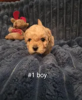 processed/019429dd-a842-47f5-b06b-89c79747bc47/listing/c5a0733a-02a6-43be-9641-cc3dcd5b4b9c/76ed85fd-9559-45cb-bf81-0e5851c4ab0b