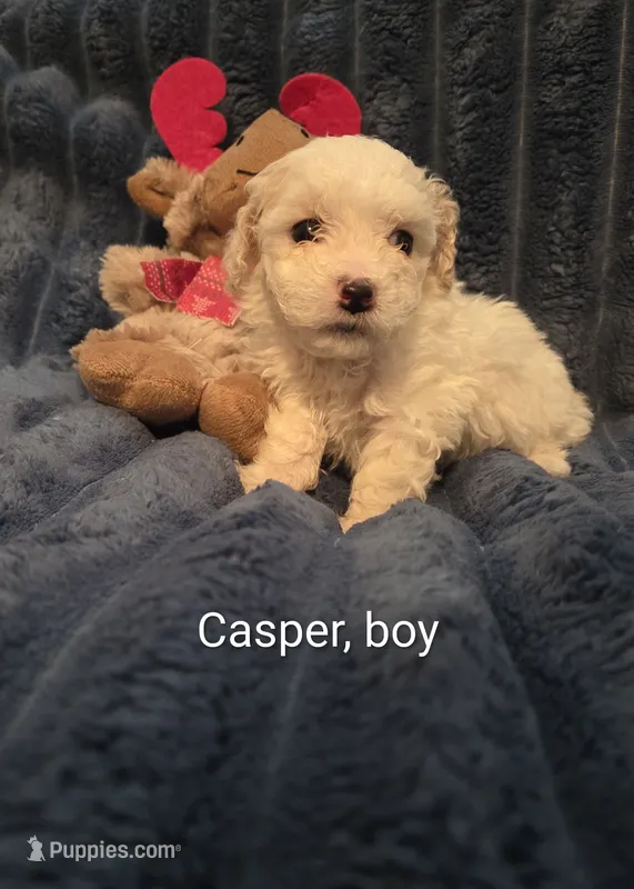 Casper