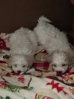 processed/019429dd-a842-47f5-b06b-89c79747bc47/listing/ecbebb60-574d-49a6-b391-69b1ae316450/3732351d-294b-487a-9c9a-076db269cc4e