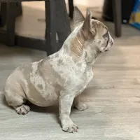 Sosa, a female French Bulldog for sale in Easton, PA – Photo 3 of 3