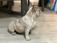 Sosa, a female French Bulldog for sale in Easton, PA – Photo 3 of 3