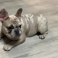 Sosa, a female French Bulldog for sale in Easton, PA – Photo 2 of 3