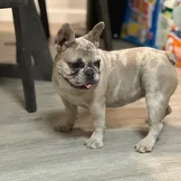 Sosa, a female French Bulldog for sale in Easton, PA – Photo 1 of 3