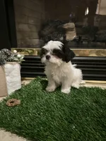 processed/01946aae-596c-42eb-ab74-39aca289415e/listing/1902f7ff-a9cf-4e46-8a78-290f83b64270/35d35df3-50c2-4188-9461-4fe15764bf51