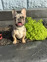 Timmy , a male French Bulldog for sale in Easton, PA – 3 of 7