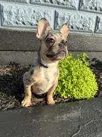 Timmy , a male French Bulldog for sale in Easton, PA – 5 of 7