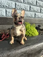 Timmy , a male French Bulldog for sale in Easton, PA – 2 of 7