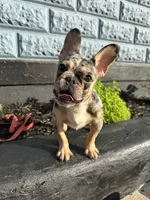 Timmy , a male French Bulldog for sale in Easton, PA – 1 of 7