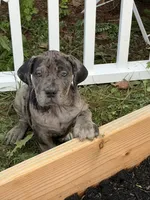 Fairy , a female Boerboel for sale in Easton, PA – 2 of 4