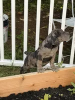 Fairy , a female Boerboel for sale in Easton, PA – 3 of 4