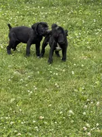 Fable Ann , a female Boerboel for sale in Easton, PA – 2 of 3