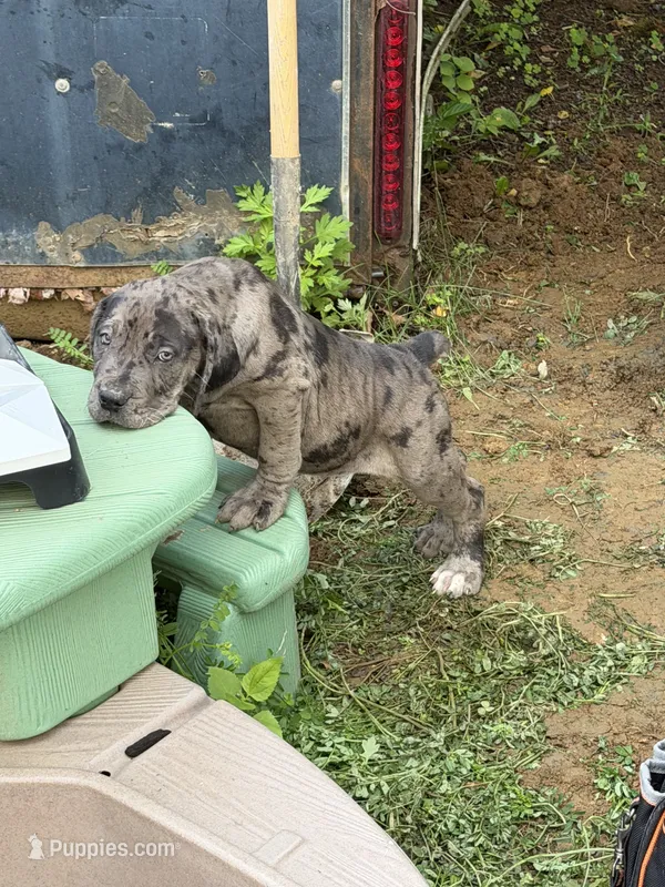 Fairy  – Boerboel puppy for sale in Easton, PA