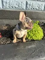 Timmy , a male French Bulldog for sale in Easton, PA – 6 of 7