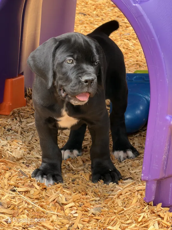 Editor  – Boerboel puppy for sale in Easton, PA
