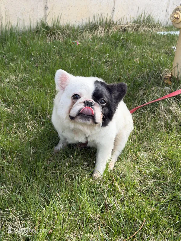 Gizmo  – French Bulldog puppy for sale in Easton, PA