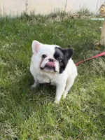 Gizmo , a male French Bulldog for sale in Easton, PA – Photo 2 of 7