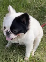 Gizmo , a male French Bulldog for sale in Easton, PA – Photo 6 of 7