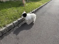 Gizmo , a male French Bulldog for sale in Easton, PA – Photo 7 of 7