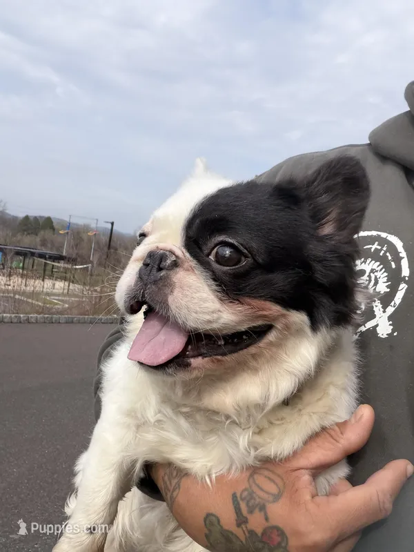 Gizmo  – French Bulldog puppy for sale in Easton, PA