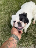 Gizmo , a male French Bulldog for sale in Easton, PA – Photo 3 of 7