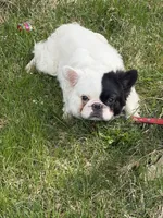 Gizmo , a male French Bulldog for sale in Easton, PA – Photo 4 of 7