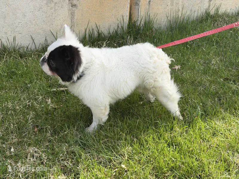 Gizmo  – French Bulldog puppy for sale in Easton, PA