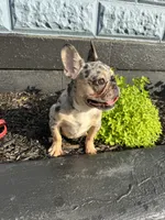 Timmy , a male French Bulldog for sale in Easton, PA – 4 of 7
