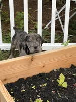 Fairy , a female Boerboel for sale in Easton, PA – 4 of 4