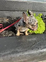 Timmy , a male French Bulldog for sale in Easton, PA – 7 of 7