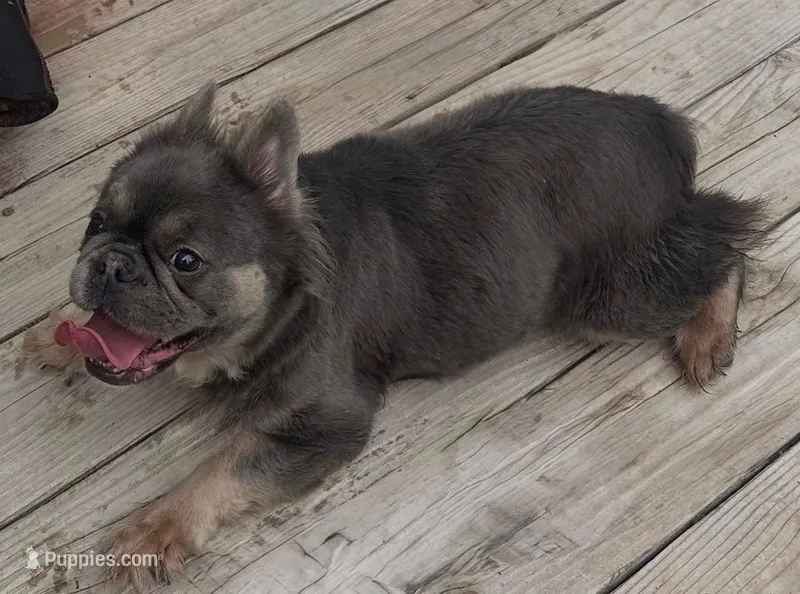 Fluffy , a female French Bulldog for sale in Easton, PA – Photo 1 of 1