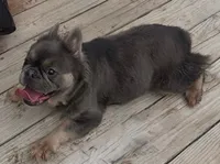 Fluffy , a female French Bulldog for sale in Easton, PA – 1 of 1