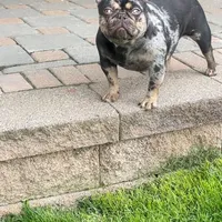 Coco, a female French Bulldog for sale in Easton, PA – Photo 2 of 3