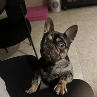 Coco, a female French Bulldog for sale in Easton, PA – Photo 3 of 3