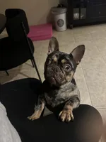 Coco, a female French Bulldog for sale in Easton, PA – Photo 3 of 3