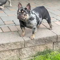 Coco, a female French Bulldog for sale in Easton, PA – Photo 1 of 3