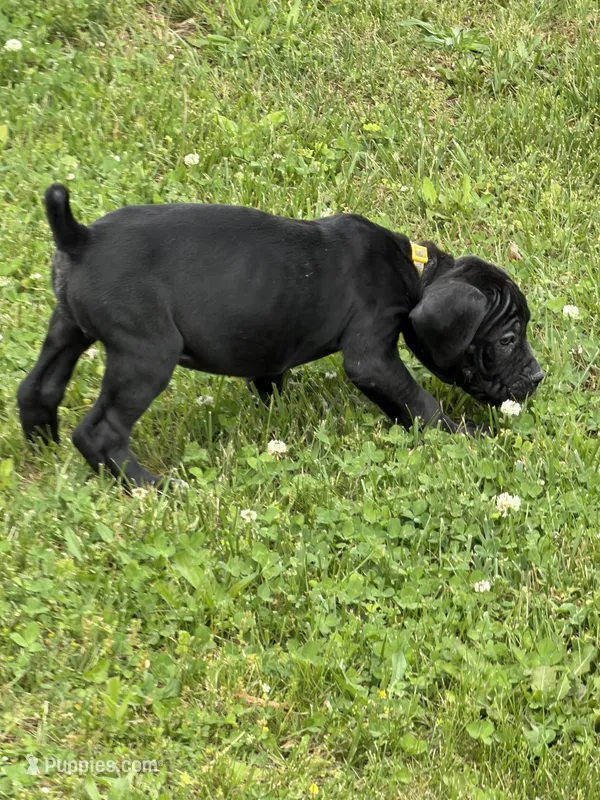 Fable Ann  – Boerboel puppy for sale in Easton, PA