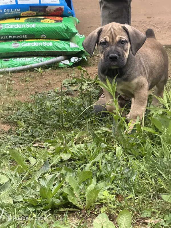 Novel  – Boerboel puppy for sale in Easton, PA
