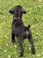 Fable Ann , a female Boerboel for sale in Easton, PA – 3 of 3