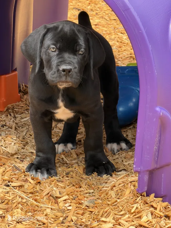 Editor  – Boerboel puppy for sale in Easton, PA
