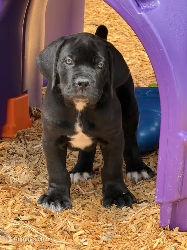 Novel  – Boerboel puppy for sale in Easton, PA