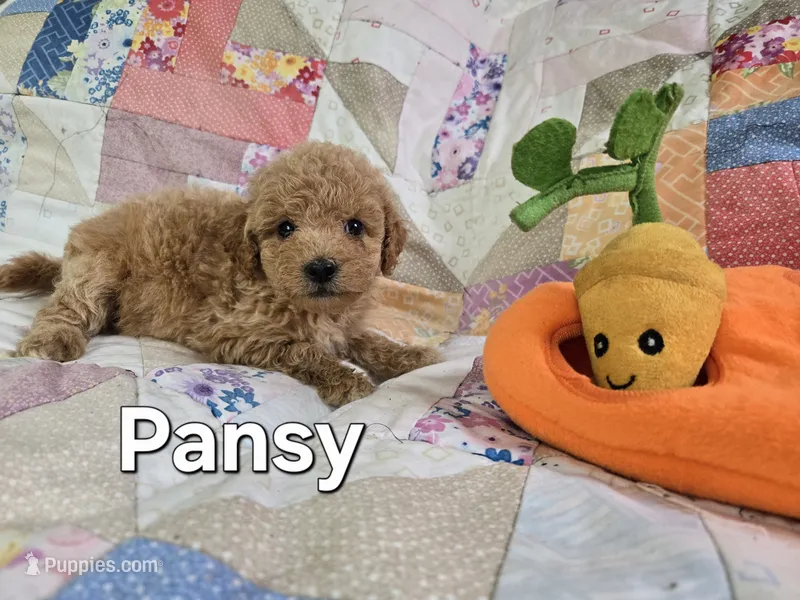 Pansy – Miniature Goldendoodle puppy for sale in Black Mountain, NC
