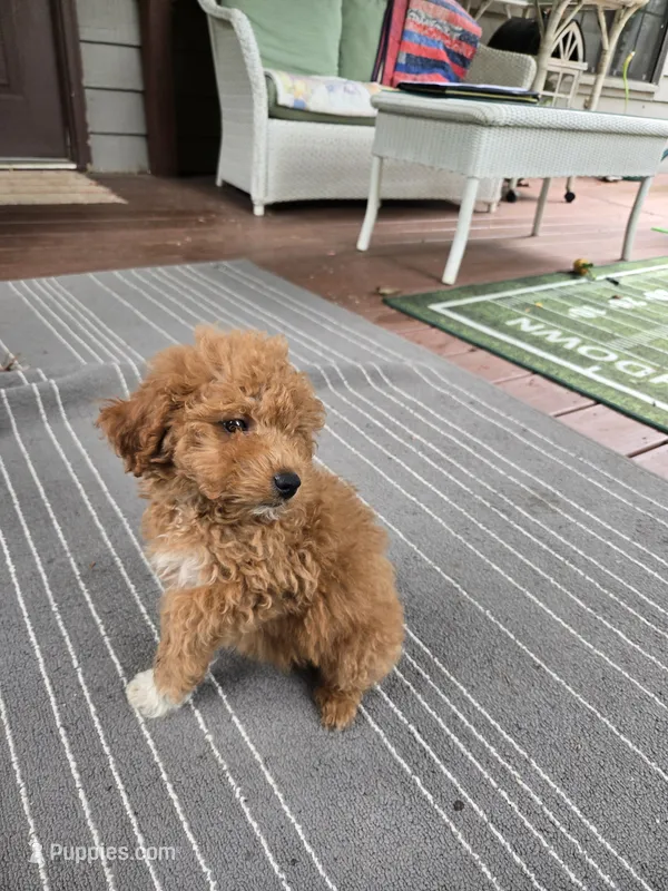 Petunia – Miniature Goldendoodle puppy for sale in Black Mountain, NC