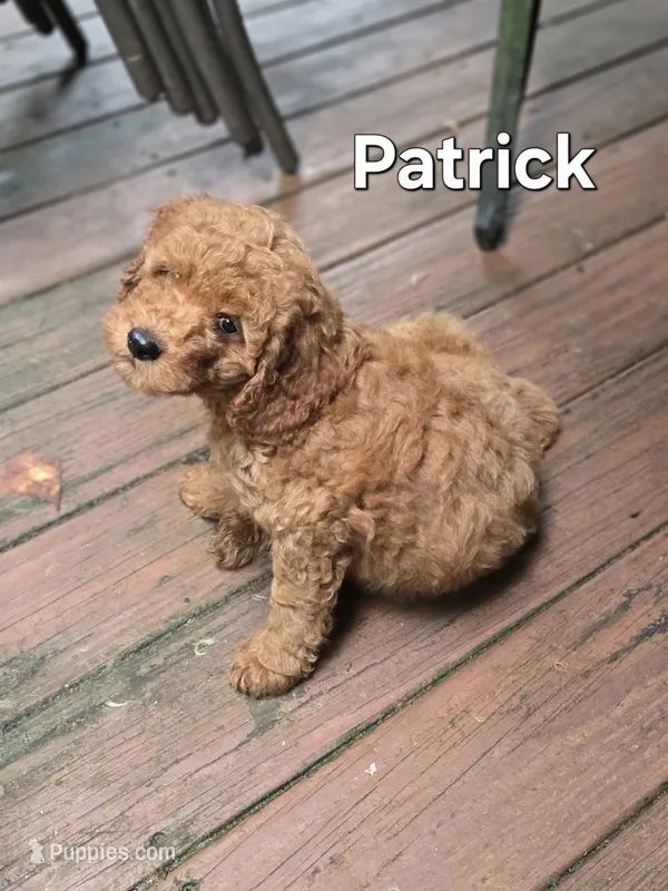 Patrick – Miniature Goldendoodle puppy for sale in Black Mountain, NC