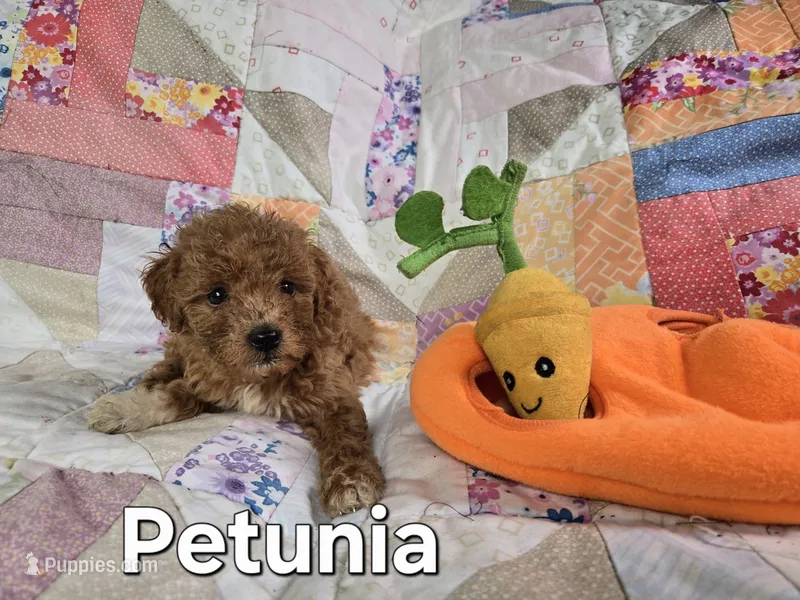 Petunia – Miniature Goldendoodle puppy for sale in Black Mountain, NC