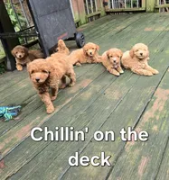 Primrose, a female Miniature Goldendoodle for sale in Black Mountain, NC – 4 of 4