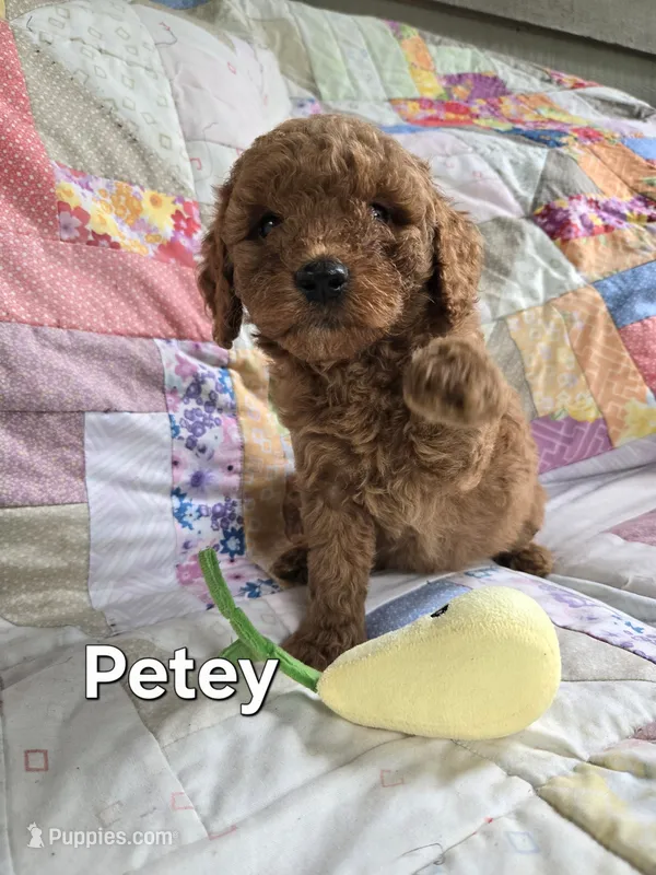 Petey – Miniature Goldendoodle puppy for sale in Black Mountain, NC