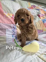 Petey, a male Miniature Goldendoodle for sale in Black Mountain, NC – 1 of 1
