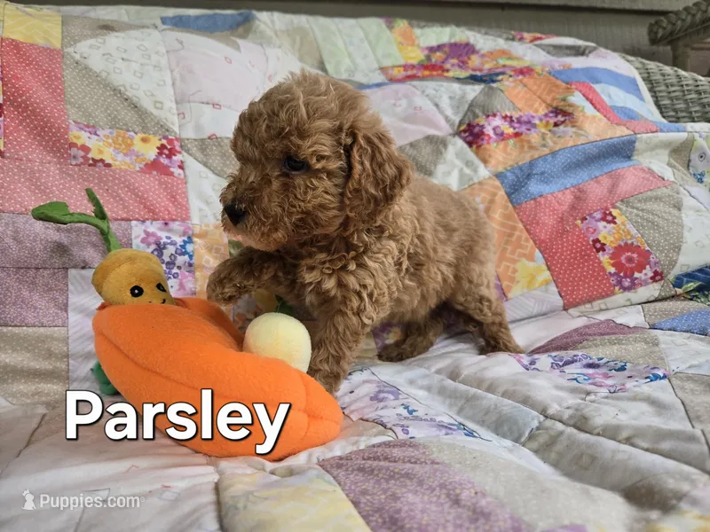 Parsley – Miniature Goldendoodle puppy for sale in Black Mountain, NC