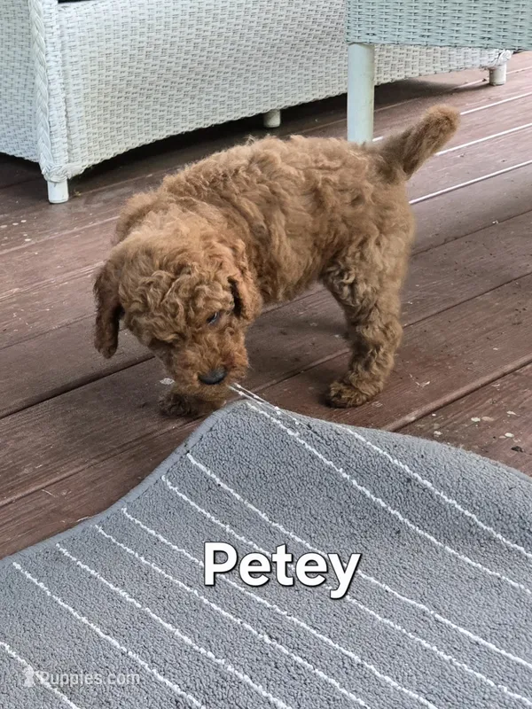 Petey – Miniature Goldendoodle puppy for sale in Black Mountain, NC