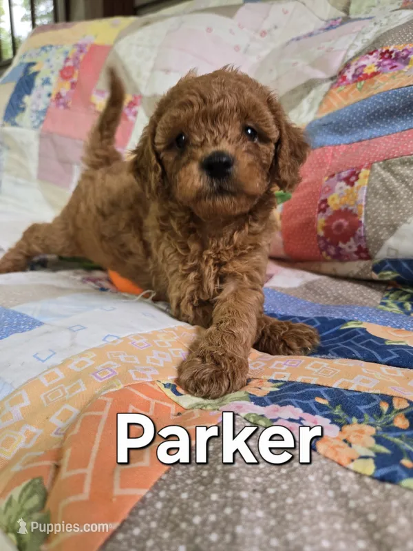 Parker – Miniature Goldendoodle puppy for sale in Black Mountain, NC